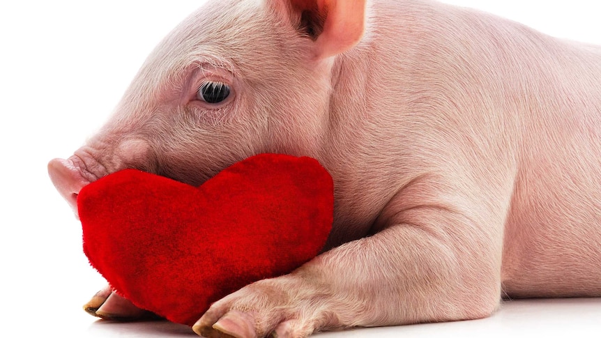 Live pink piglet hugging a bright red plush felt toy heart. Ears straight upright. Eyes side glance at camera