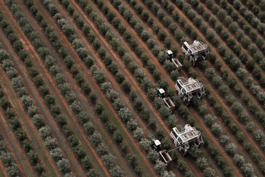 An aerial shot of six olive harvesting machines in a diagonal line working their way down rows of olive trees.