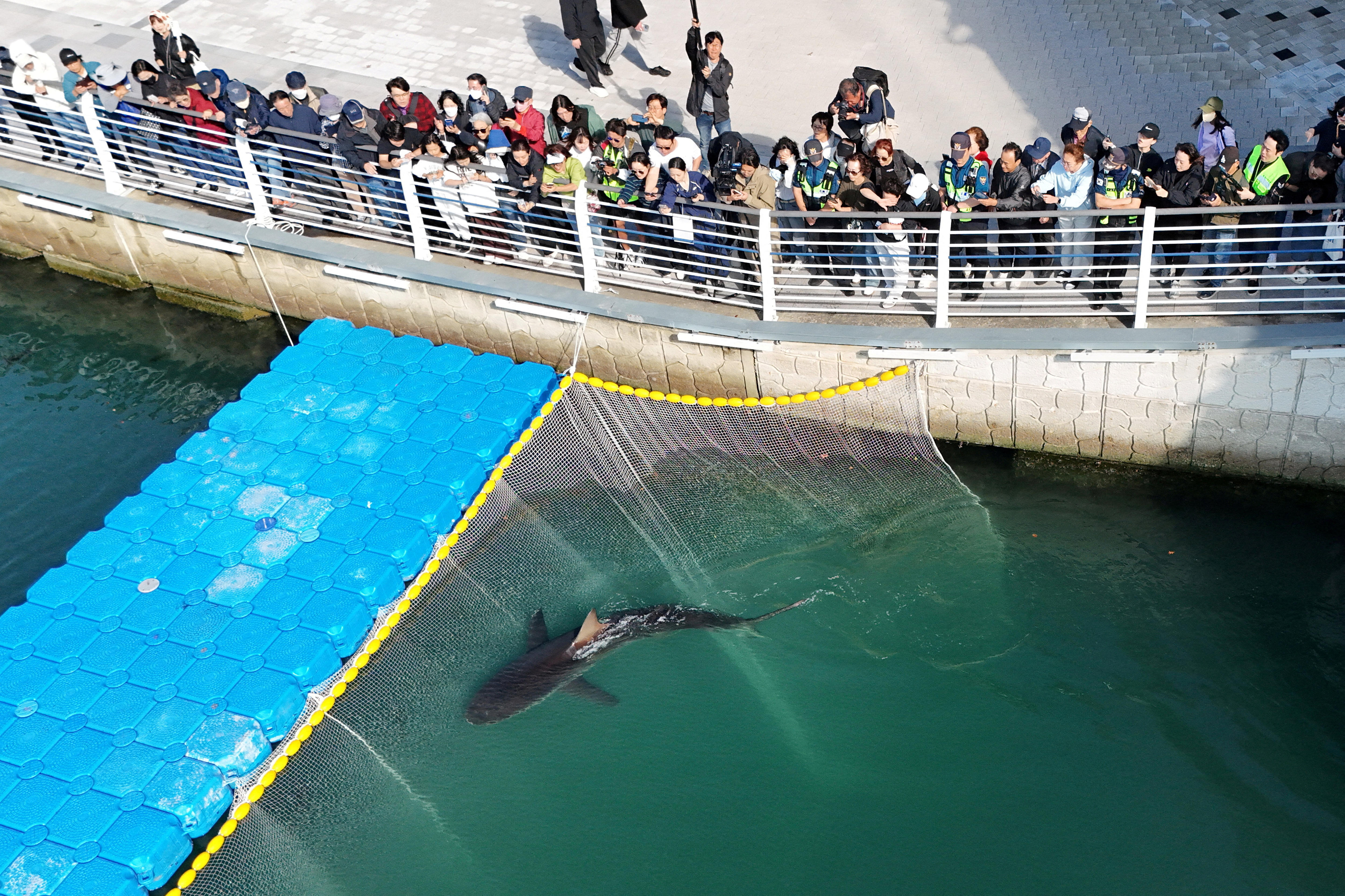 Shark trapped in South Korean city won't return to sea