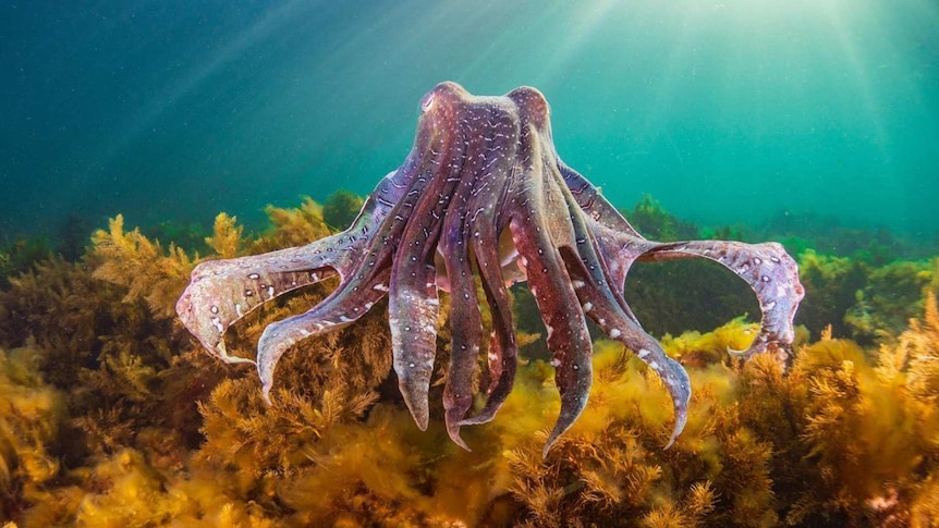 cuttlefish floating above a bed of seagrass