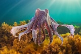cuttlefish floating above a bed of seagrass