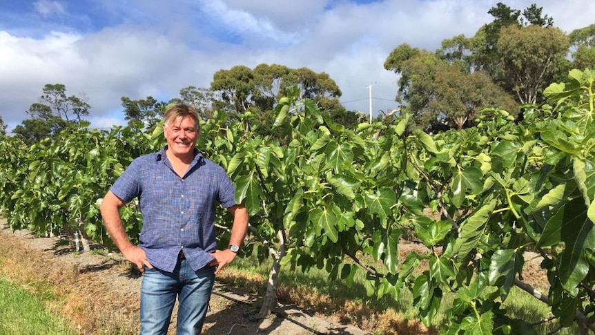 Peter Frankham in his young fig orchard, Dulcot Tasmania