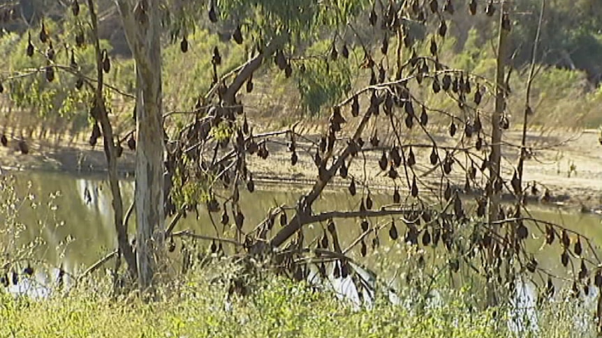 Colony of flying foxes roosting in trees along river in regional Queensland.