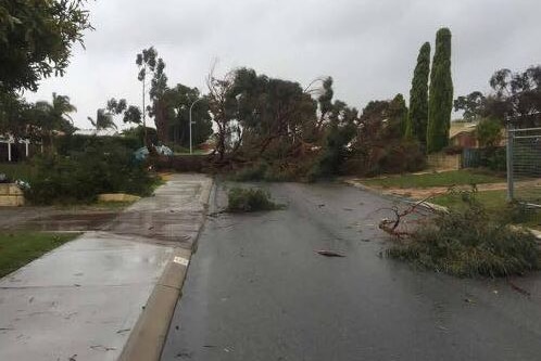 A fallen tree across bottom of Katrine Way, Hamersley. Date: July 31, 2017.