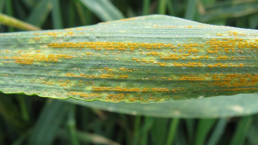 Stripe rust on wheat