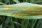 A leaf with rows of yellowing.