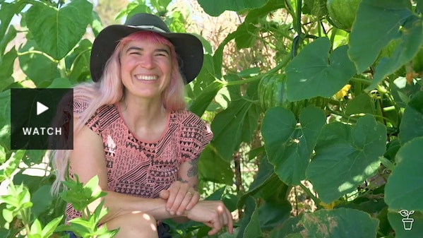 Hannah in her garden with her vertically growing pumpkins. Has Video.