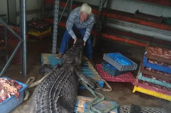 Crocodile lays across a palette while John Lever holds its snout