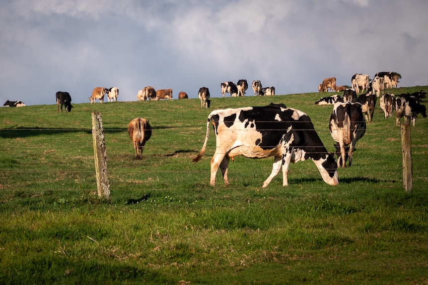 dairy cows feeding in paddock
