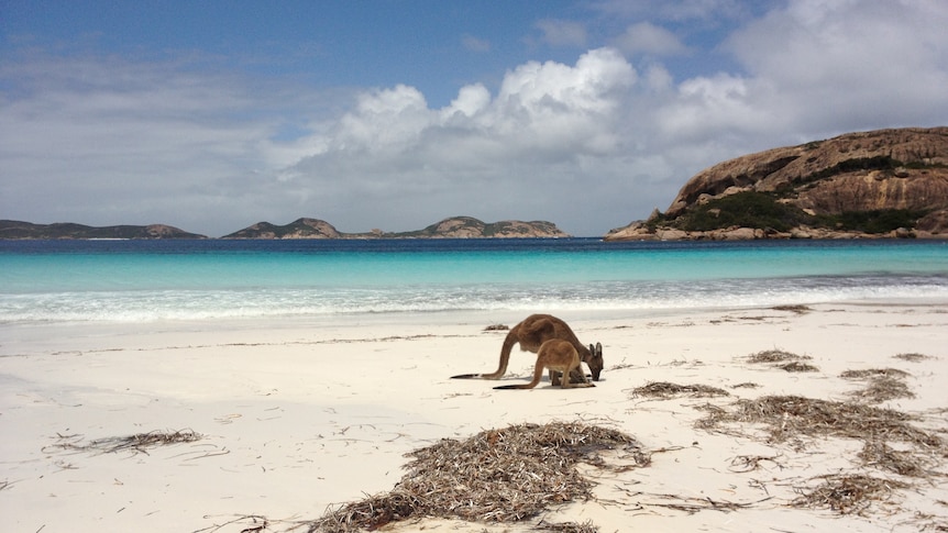 Two kangaroos on the beach blue water in background
