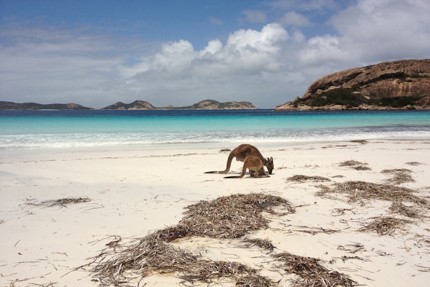 A pair of kangaroos on a pristine beach beneath a clear sky.