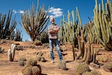 a man stands surrounded by cacti
