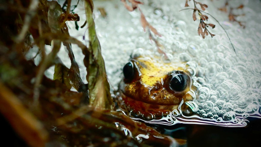 A Baw Baw frog partially submerged in water.