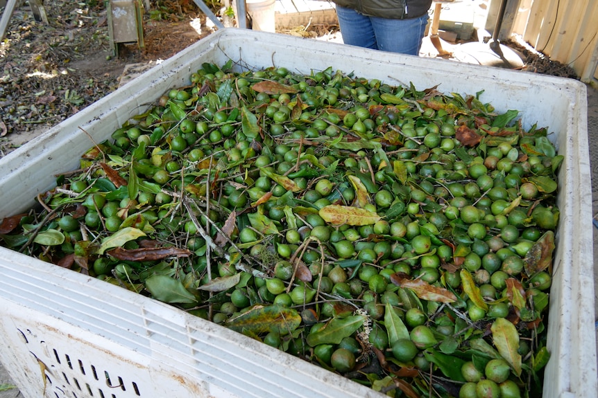 A large tub full of macadamia nuts still in their green husks