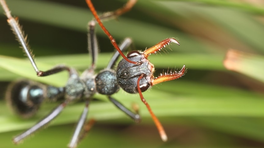 The diurnal-crepuscular ant