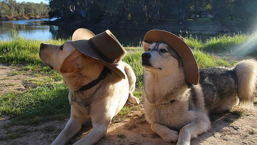 Two dogs wearing hats by the Murray River in Victoria