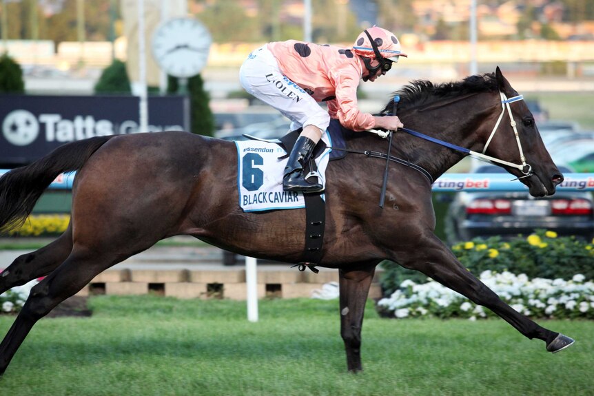 Black Caviar, ridden by Luke Nolen, wins her 17th straight race at Moonee Valley on January 27, 2012.
