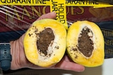 A close-up of a mango where the seed has been destroyed by a weevil.
