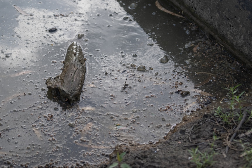 Dirty river water with solids.