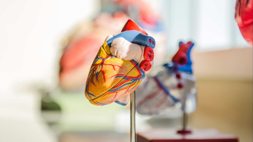 An anatomy model of a human heart.