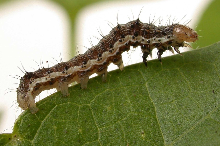 A caterpillar is pictured close-up on a bright-green leaf.