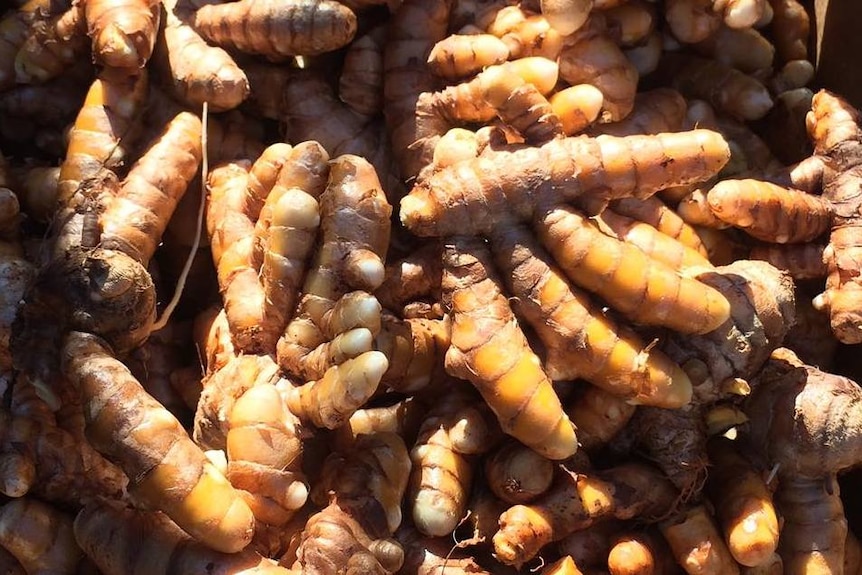 fresh turmeric