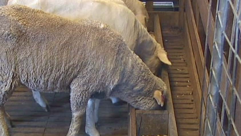 Sheep at a farm in Cressy, Tasmania, are fed 'super food' nutrient-rich food as part of a university study on its effects.