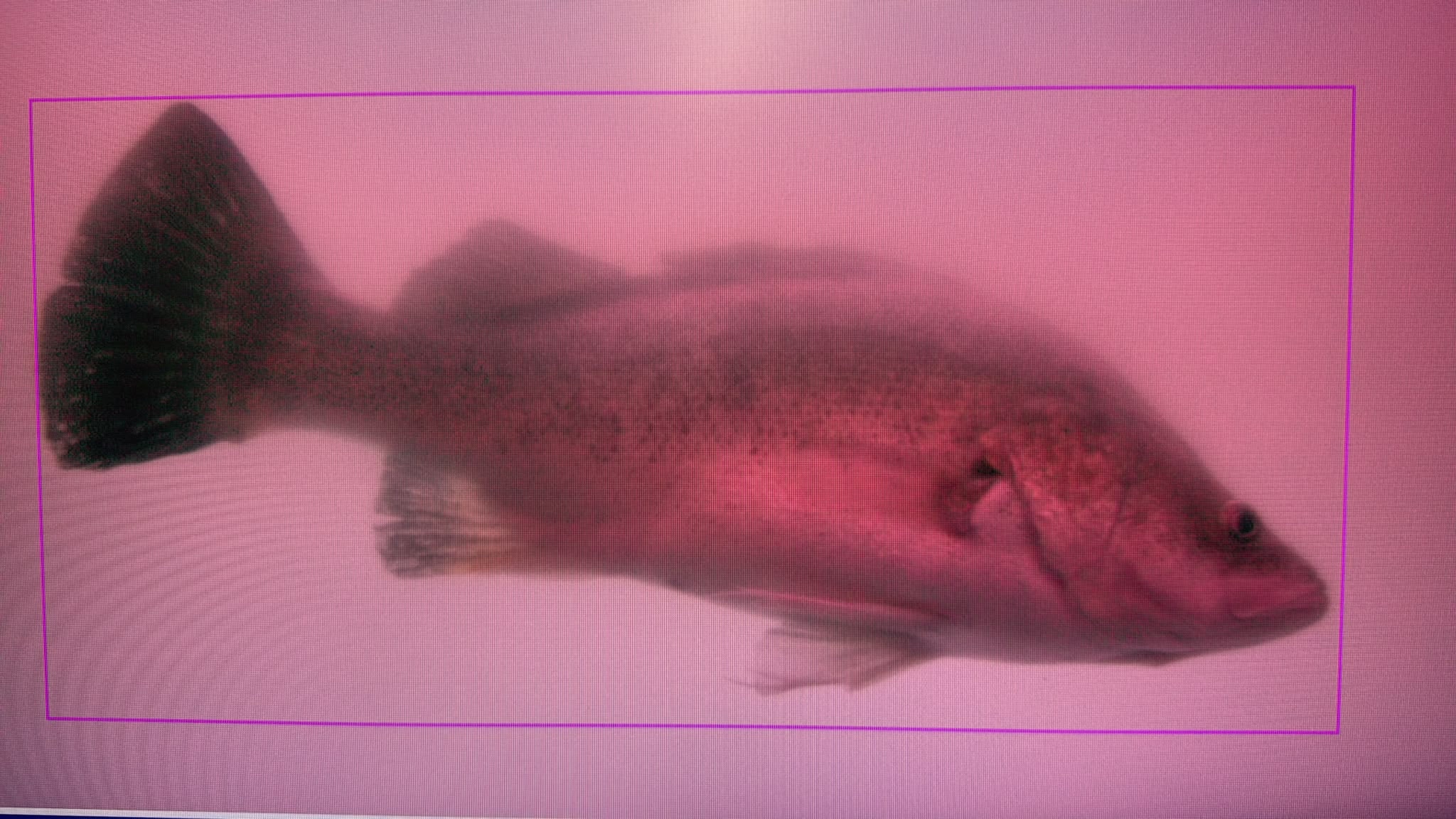 Cameras in the passageway capture photos of fish as they travel through.