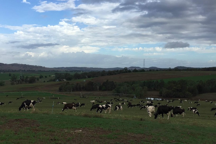 The Gee family's dairy farm in Jerrys Plains in the Hunter Valley.