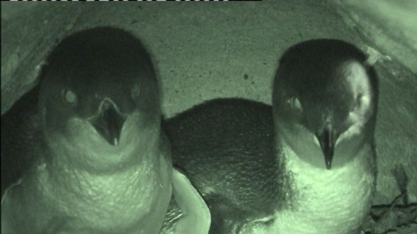 Tasmanian Little Penguins in burrow infra red camera August 2008