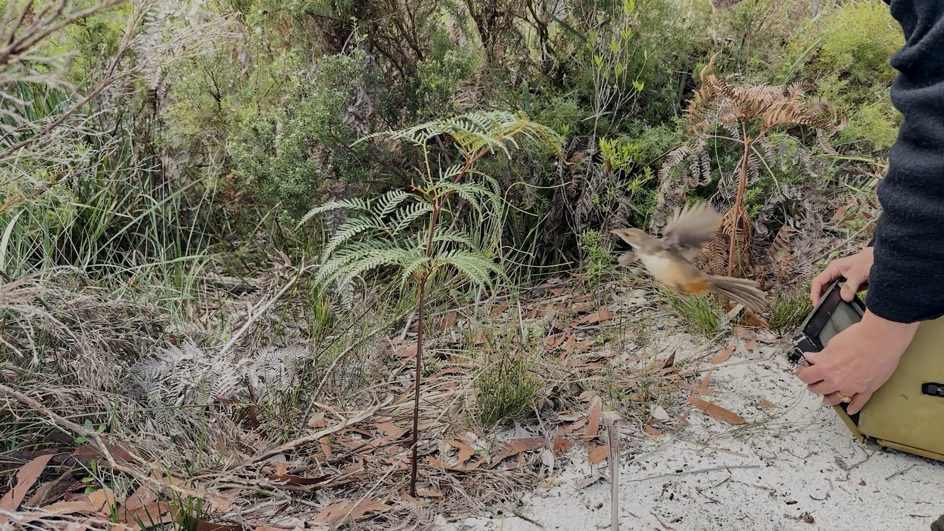 A close shot of a bird flying
