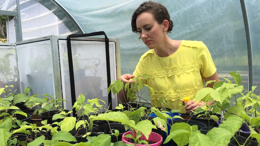 A woman in a yellow shirt examines leaves on a small plant inside a translucent plastic domed greenhouse.