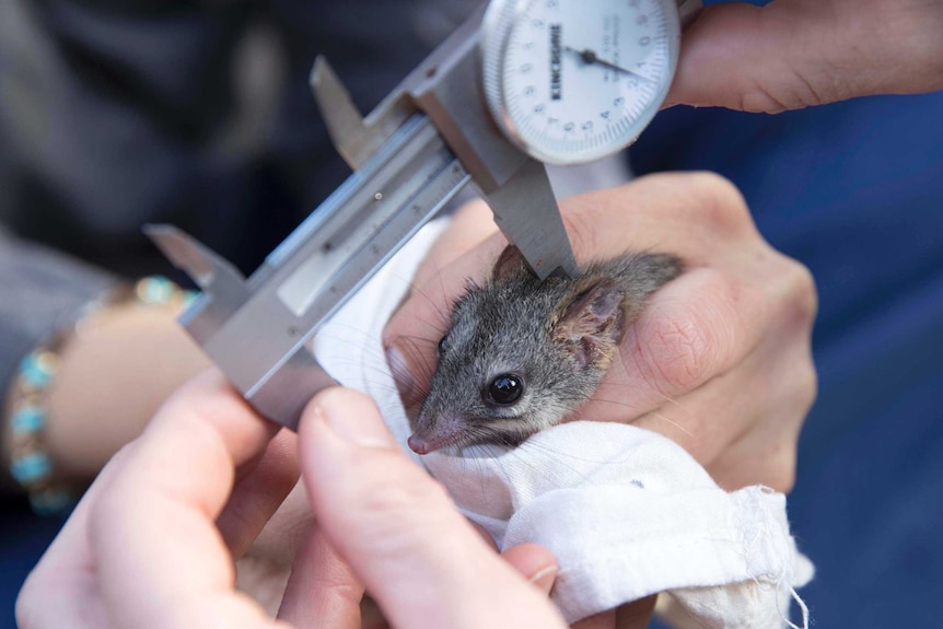 Scientists hold a red-tailed phascogale as they prepare to weigh and measure the marsupial.