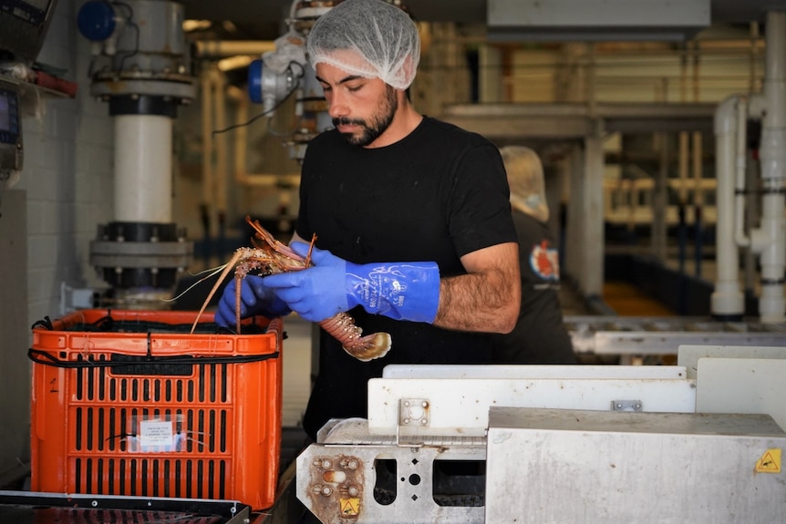 A man holding a lobster.