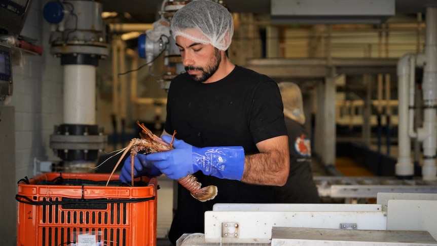 A man holding a lobster.