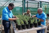 Two men and a woman inspect lone pine saplings in black pots, lined up on a mesh metal table in a nursery. It is sunny.
