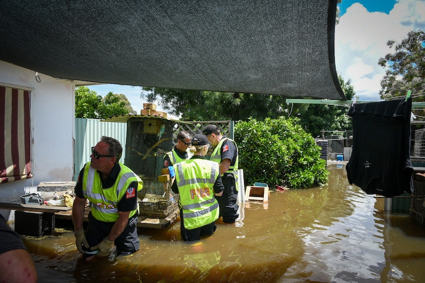 Hi-vis-clad workers secure bird cages amid floodwater