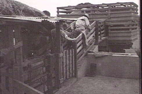 Two men load pigs from a pig pen, into a large truck. 
