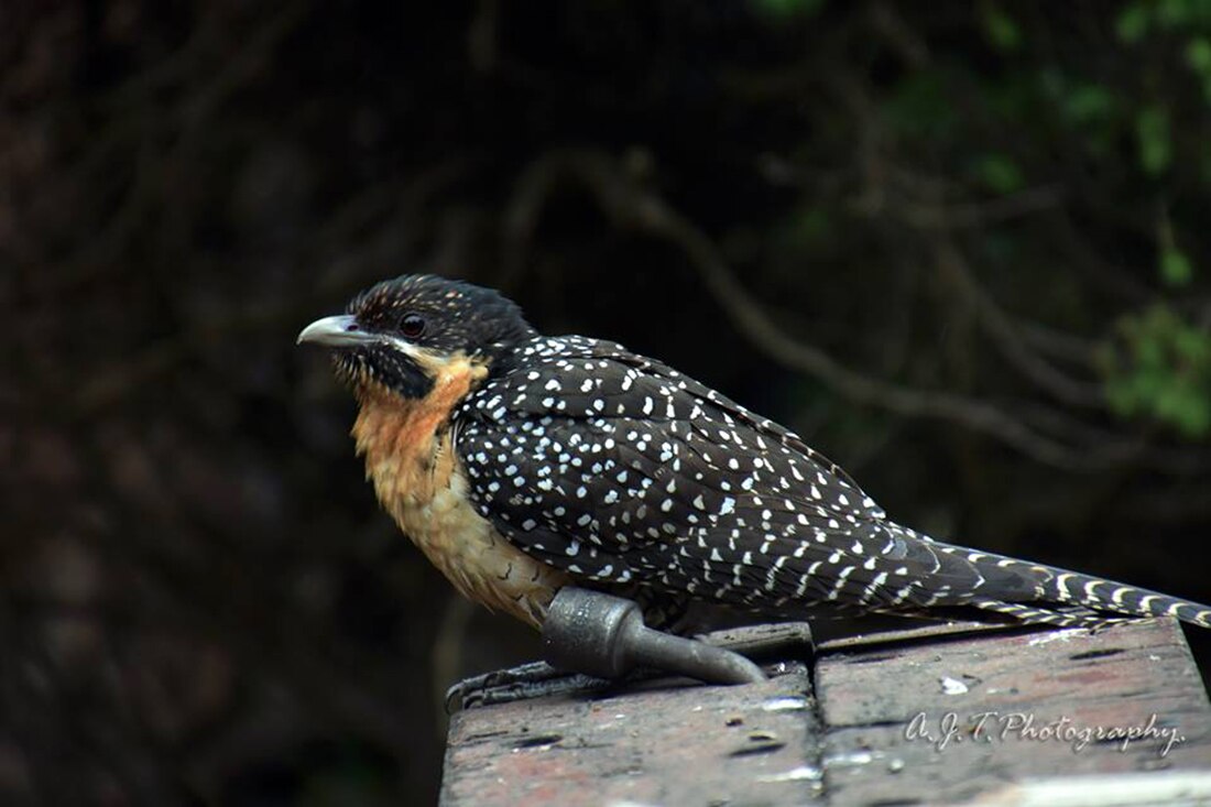 Do 'storm birds' have the ability to predict wet weather? ABC News