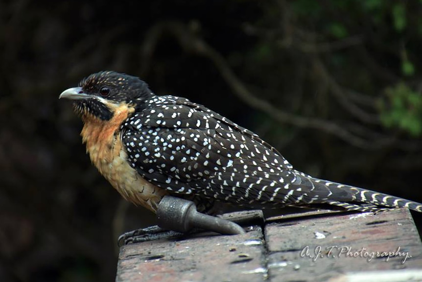 The female eastern koel, better known as a storm bird