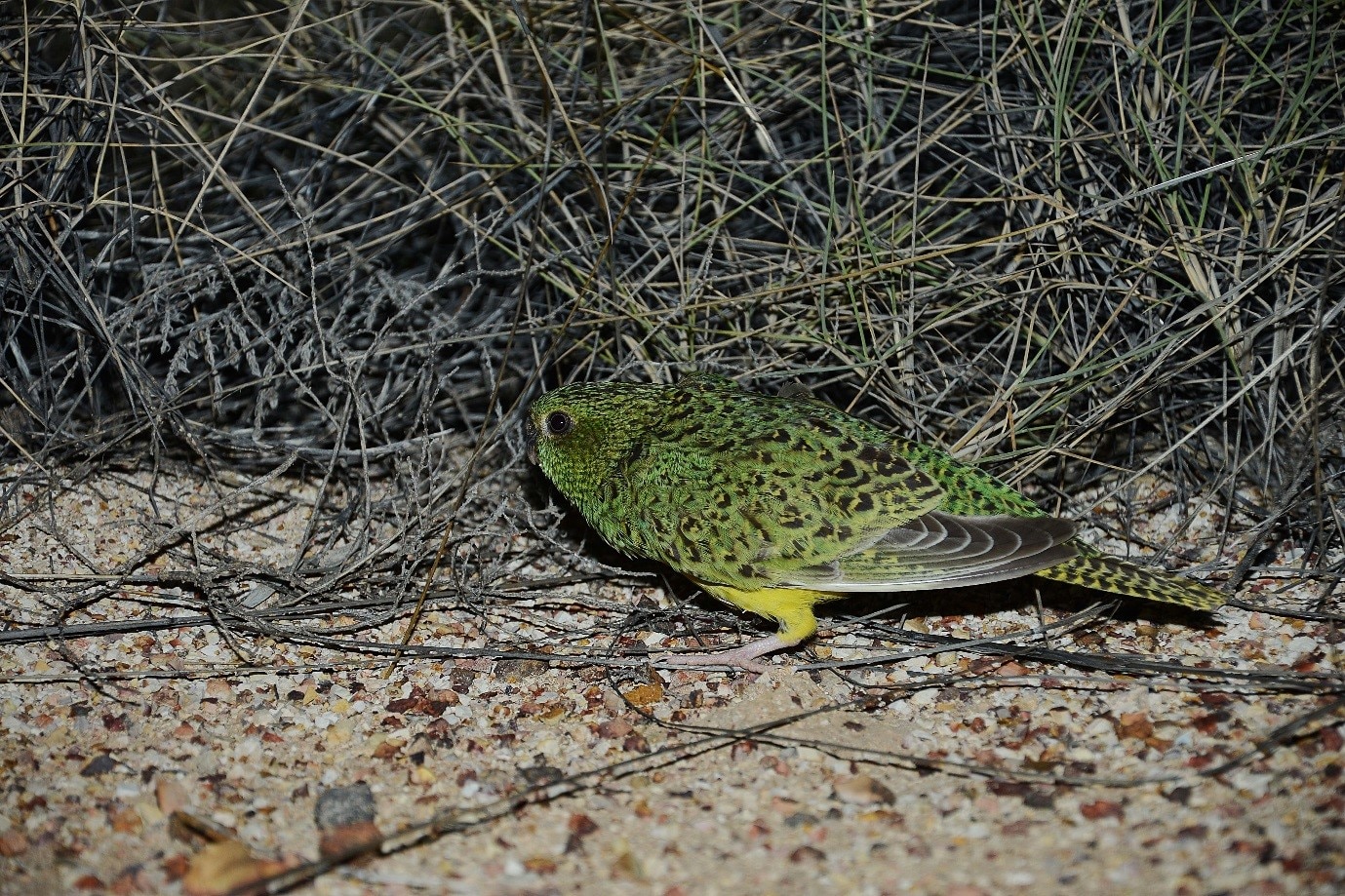 A green and black speckled bird stands on sandy ground in front of coarse spinifex grass.