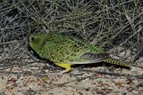 A green and black speckled bird stands on sandy ground in front of coarse spinifex grass.