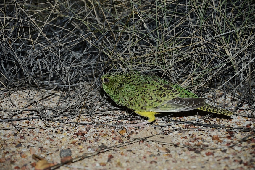 A green and black speckled bird stands on sandy ground in front of coarse spinifex grass.