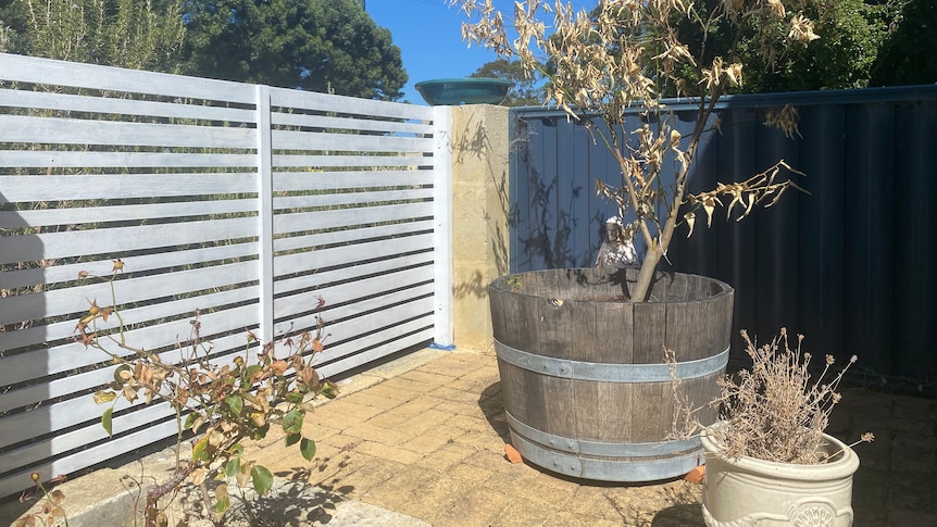  a backyard with three pot plants with dry leaves
