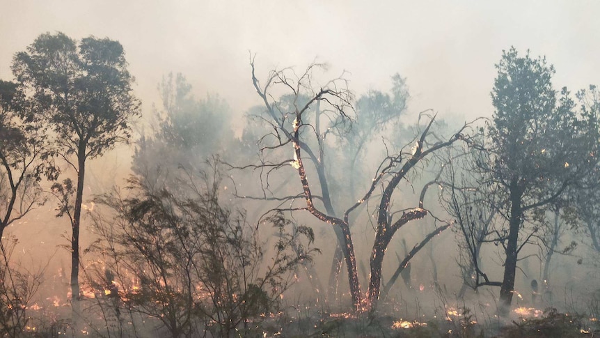 Blackened trees glow with embers from a fire.