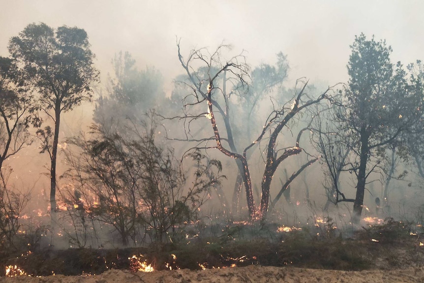 Blackened trees glow with embers from a fire.