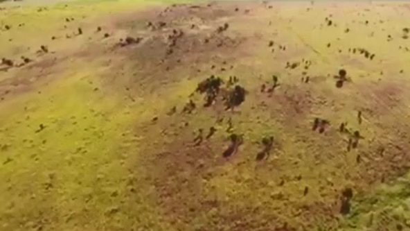 Aerial view of paddock with blackened areas of dead pasture.