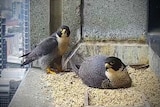Two falcons at their nest atop a high-rise building.