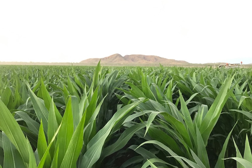 New growth of corn crop