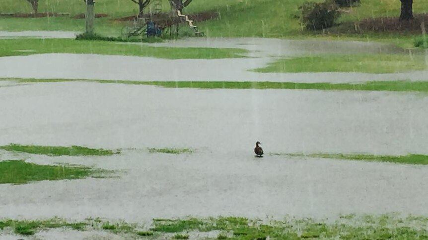 Duck in the rain